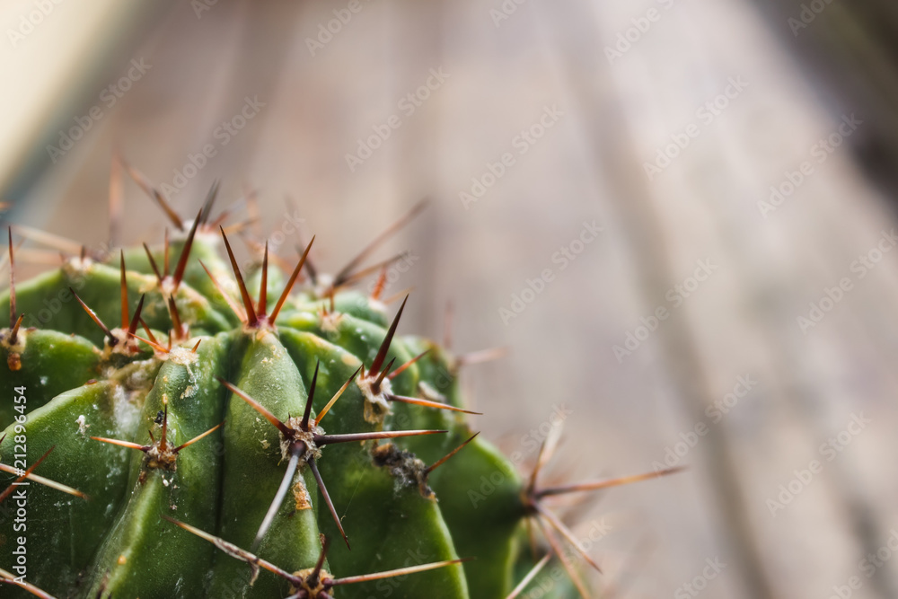 cactus with large needles, close-ups cactus with large needles, close-ups