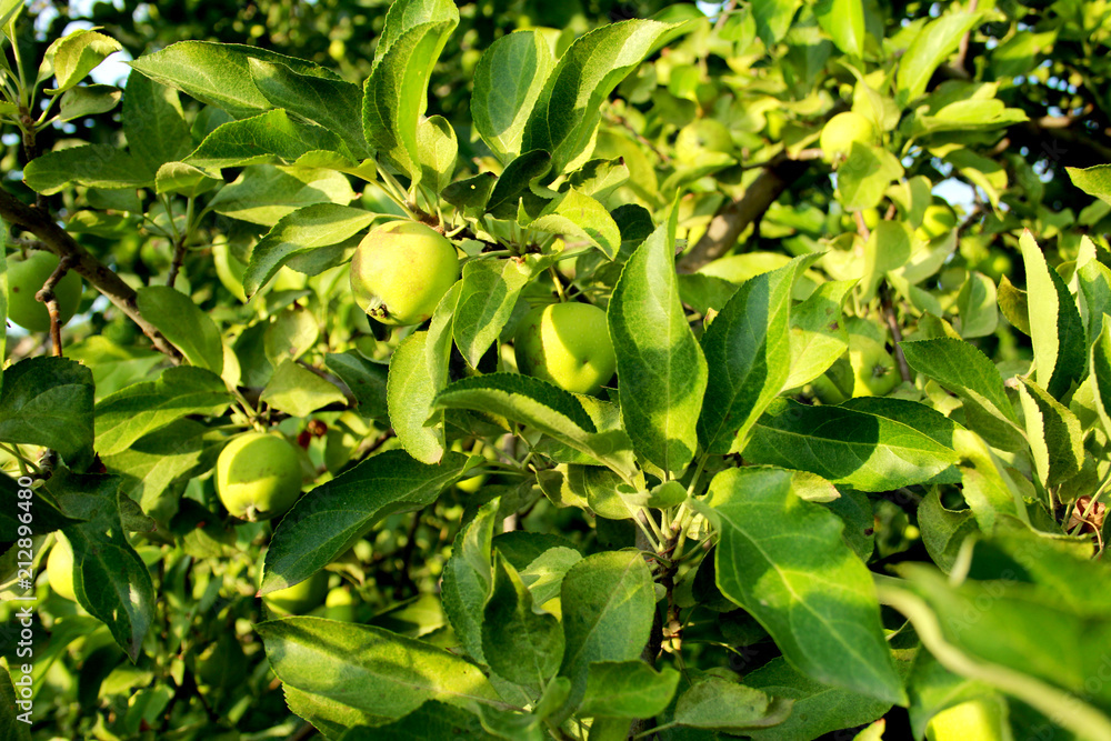 green, plant, nature, leaf, leaves, tree, garden, food, vegetable, flower, summer, fresh, spring, healthy, plants, agriculture, bush, organic, flora, natural, pepper, growth, pea, herb, grow green, plant, nature, leaf, leaves, tree, garden, food, vegetable, flower, summer, fresh, spring, healthy, plants, agriculture, bush, organic, flora, natural, pepper, growth, pea, herb, grow
