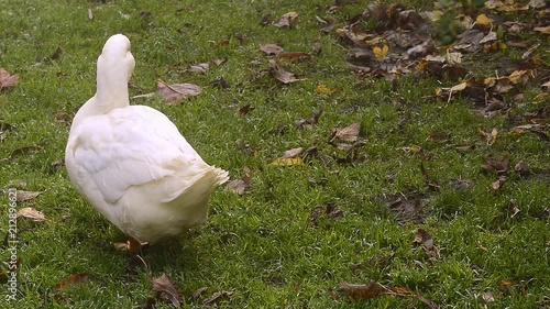 White duck walking out of shot. A white Campbell domestic breed pet duck on grass. Close up. Hand held. photo