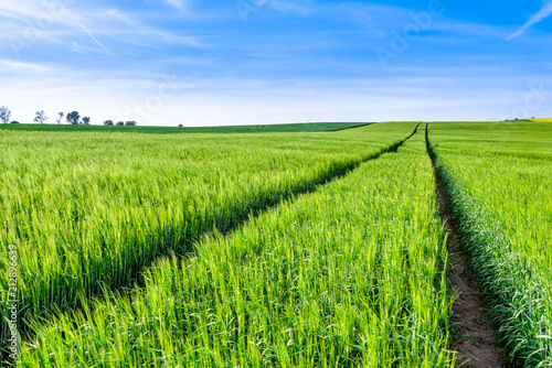 Road in field, green farm, landscape