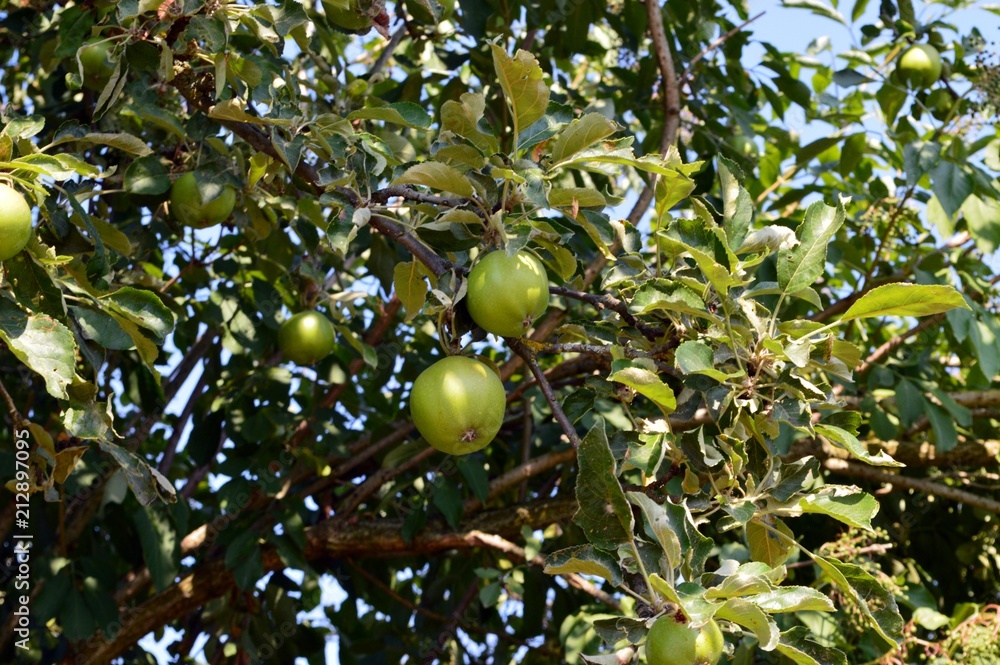 Apples and green leaves on the apple tree