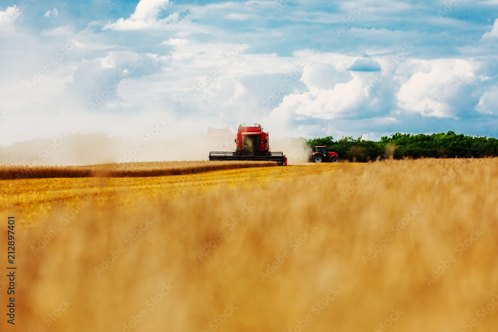 Fototapeta premium Bringing in a golden harvest