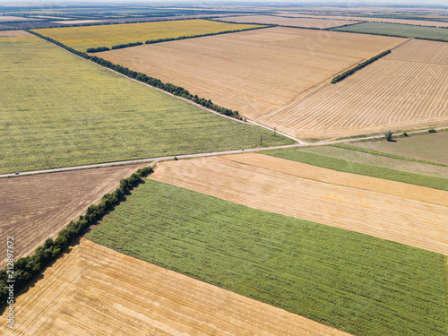 Aerial top view from drone to sunflower and wheat fields