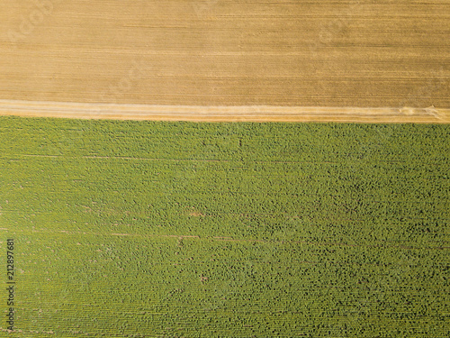 Aerial top view from drone to sunflower and wheat fields
