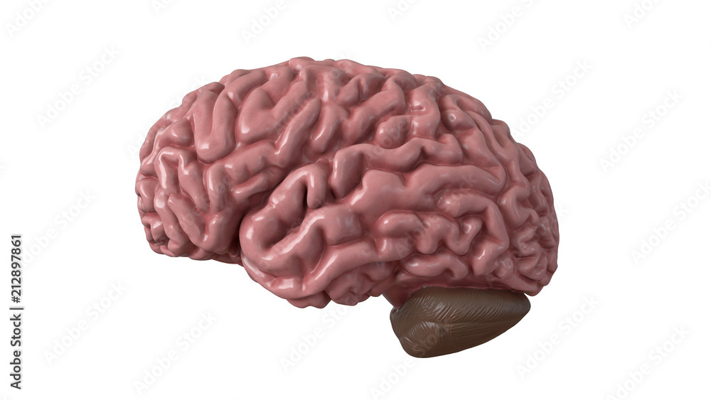 Human brain isolated on white background. 3d illustration Human brain isolated on white background. 3d illustration