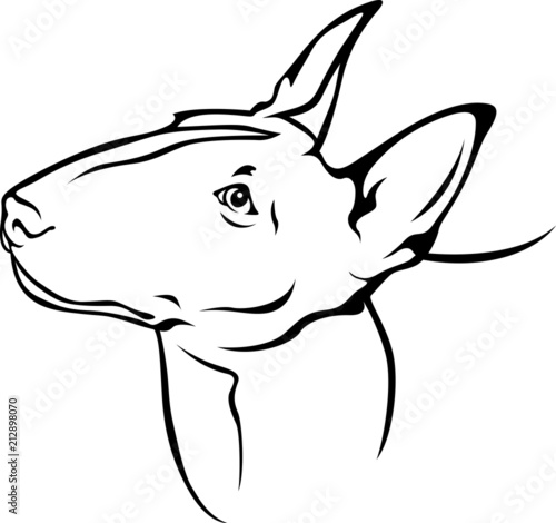 Bull Terrier - Portrait