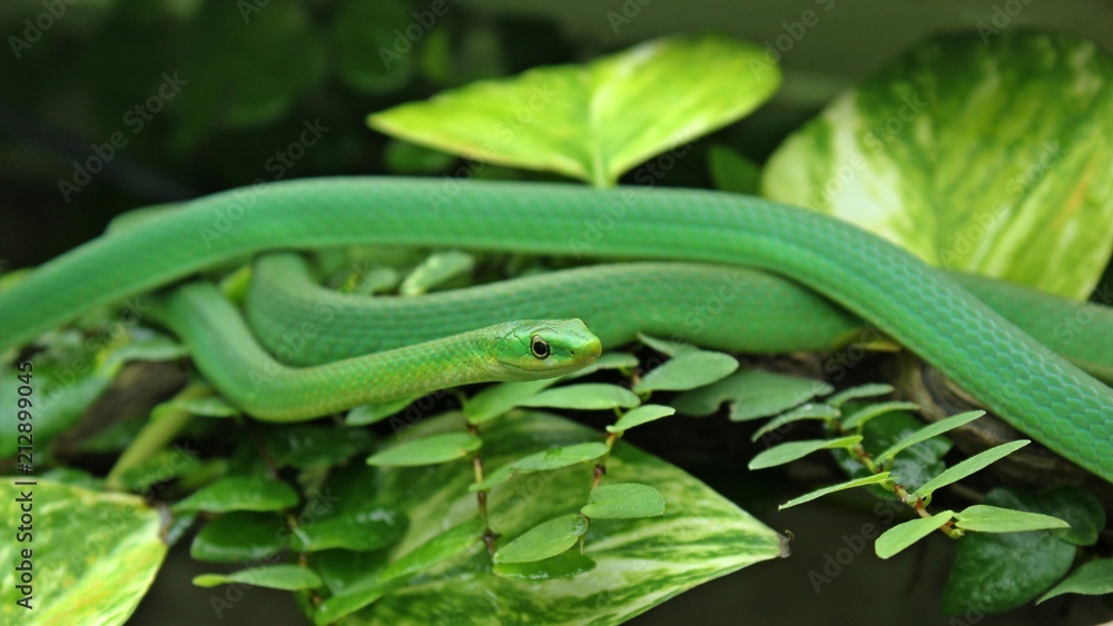 Obraz premium Weibliche Raue Grasnatter (Opheodrys aestivus) im Terrarium