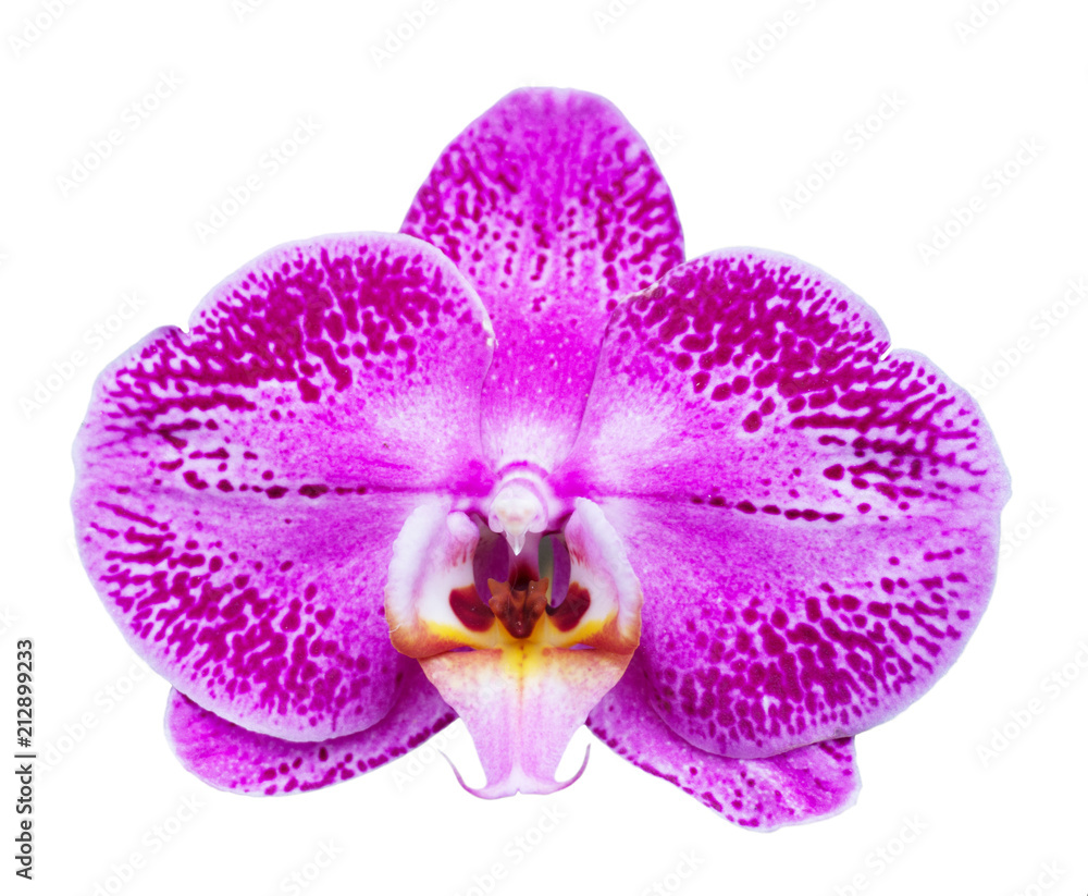 Orchird Flower Isolated on White Orchird Flower Isolated on White