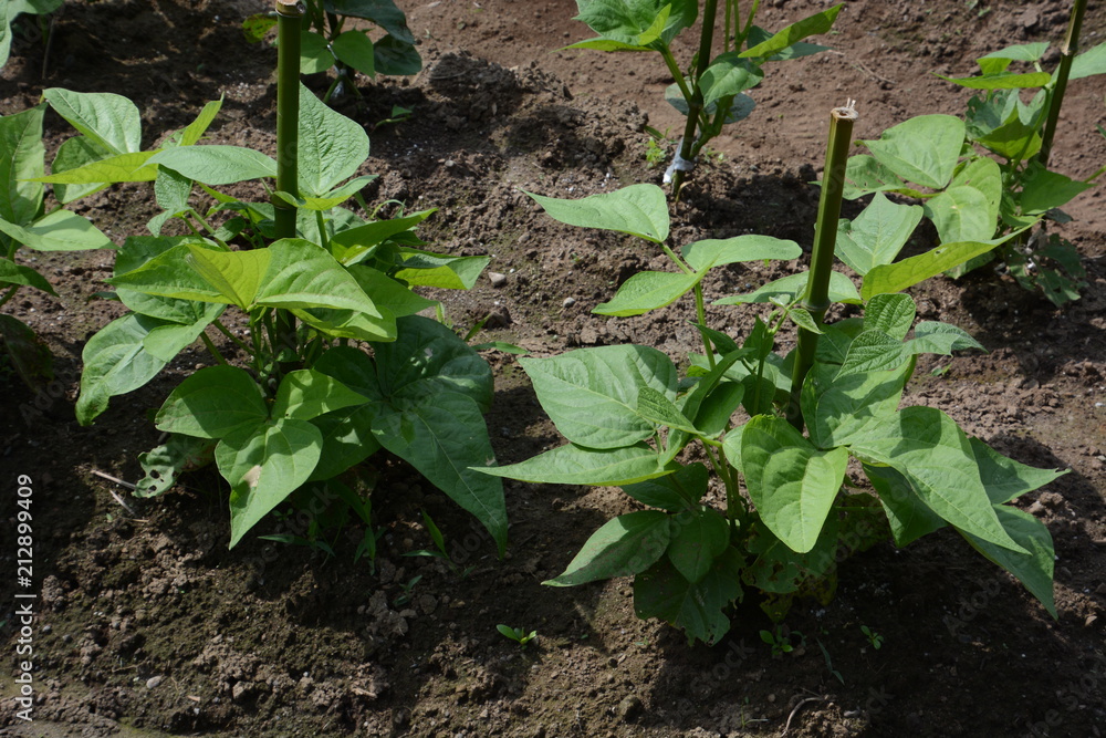 Kidney bean cultivation Kidney bean cultivation