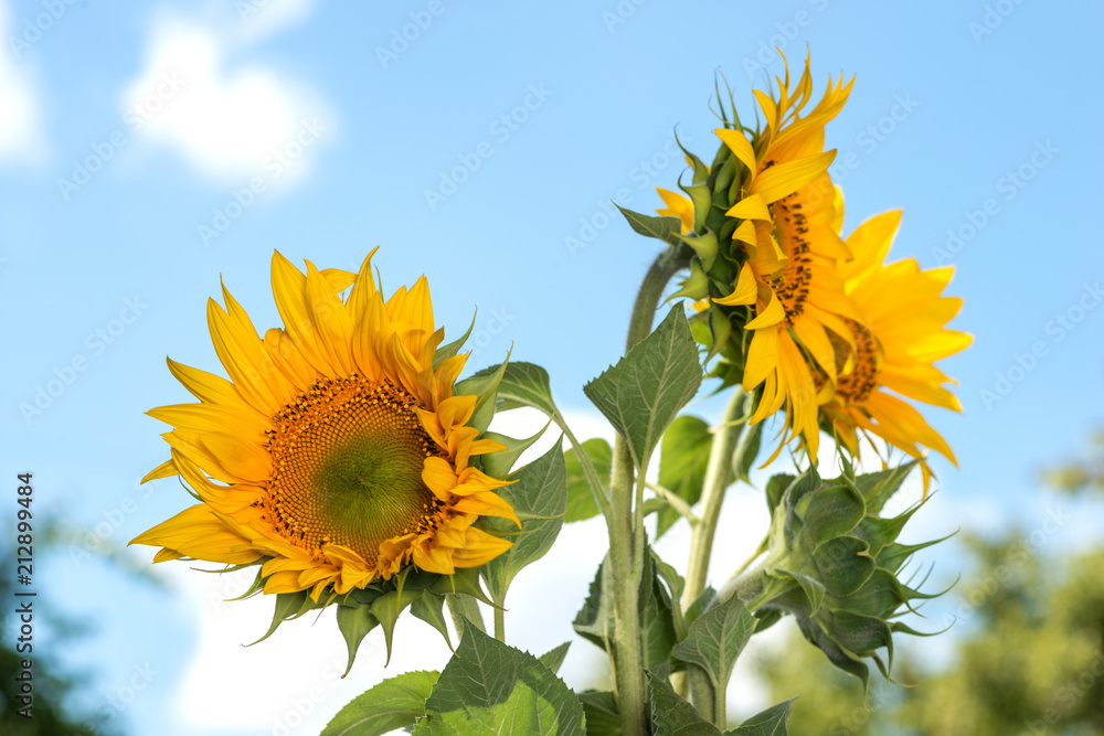 Yellow three sunflowers and one green bud of sunflower on the slightly cloudy blue sky on a sunny day Yellow three sunflowers and one green bud of sunflower on the slightly cloudy blue sky on a sunny day