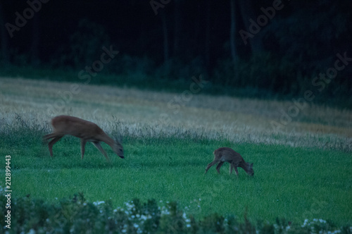 Rehe im Acker photo