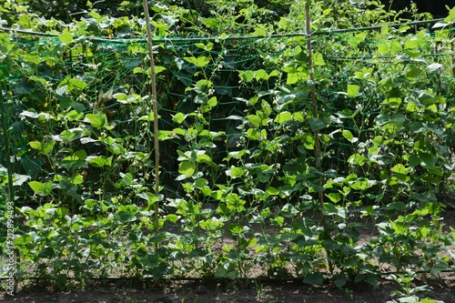 Fototapeta Naklejka Na Ścianę i Meble -  Kidney bean cultivation