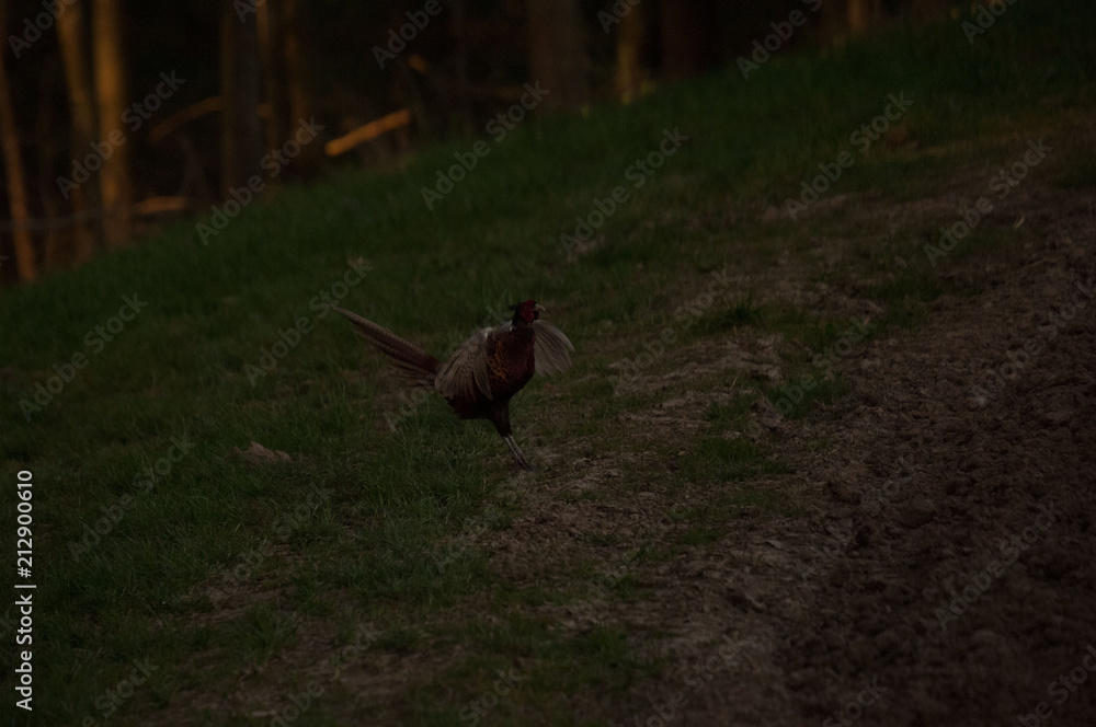 Obraz premium Fasanbalz