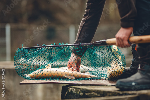 pisciculture bio trout farm with fresh raw trouts in the fisherman net near the fishpond with splashing water