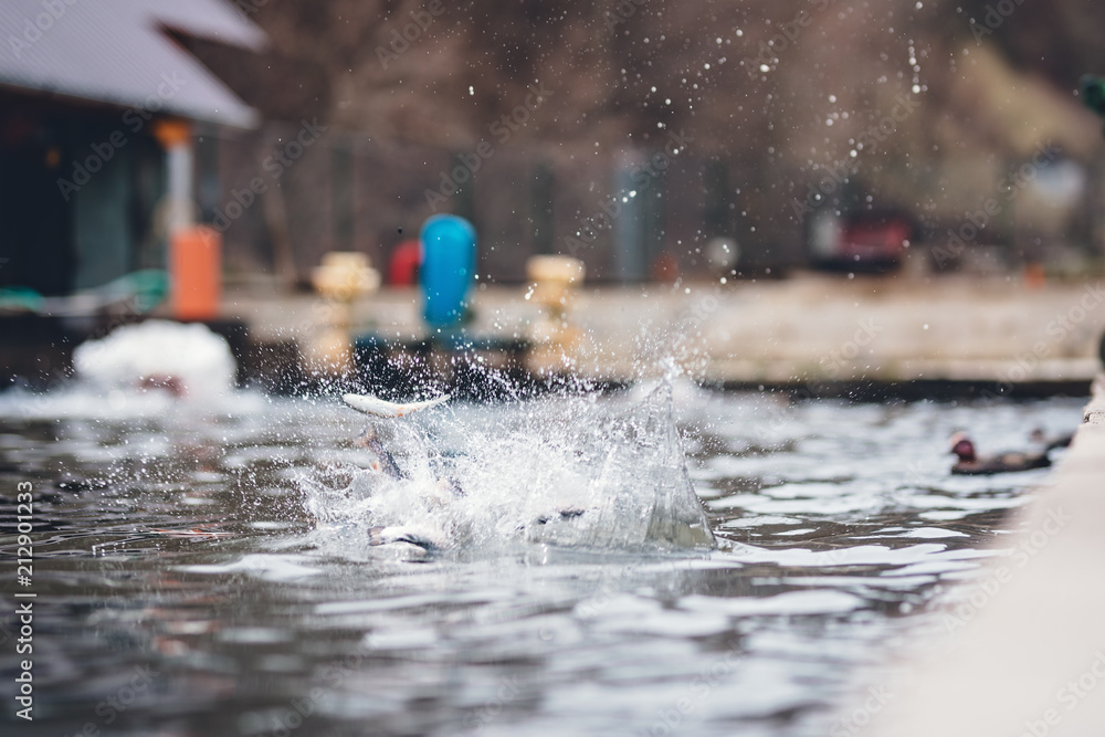 Φωτογραφία Trouts jumping from the water in the air, from the mountain trout farm