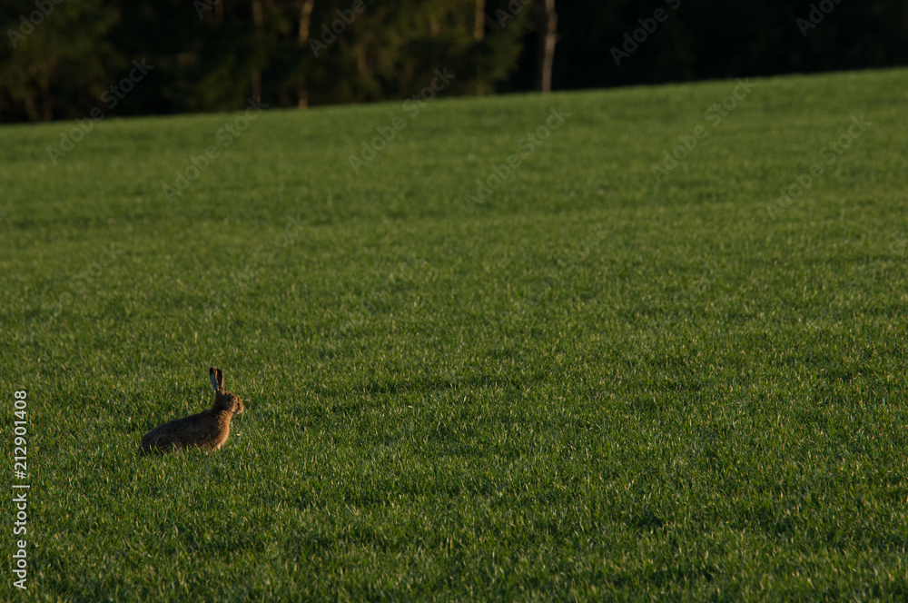 Hase in Gras