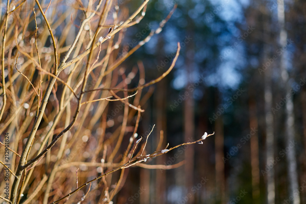 Buds on the branches with bokeh and copy space. Buds on the branches with bokeh and copy space.