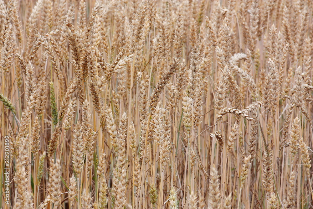 Fototapeta premium wheat fields close up background