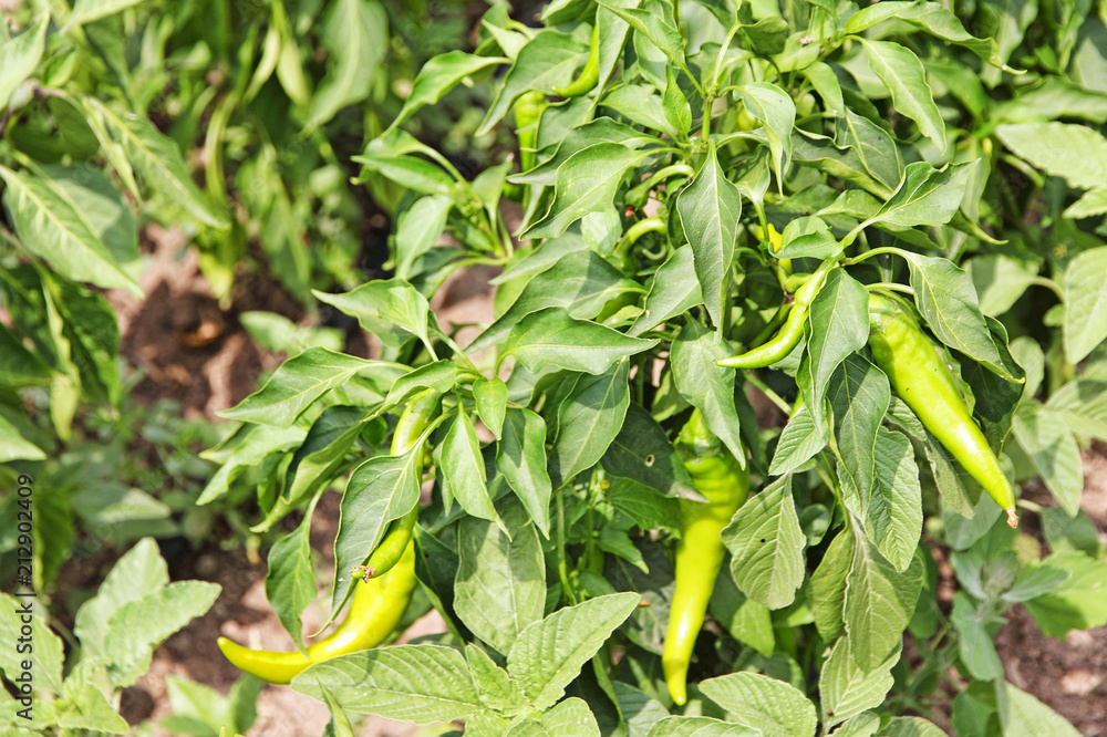 Unripe hot chili pepper on a garden bed. Unripe hot chili pepper on a garden bed.