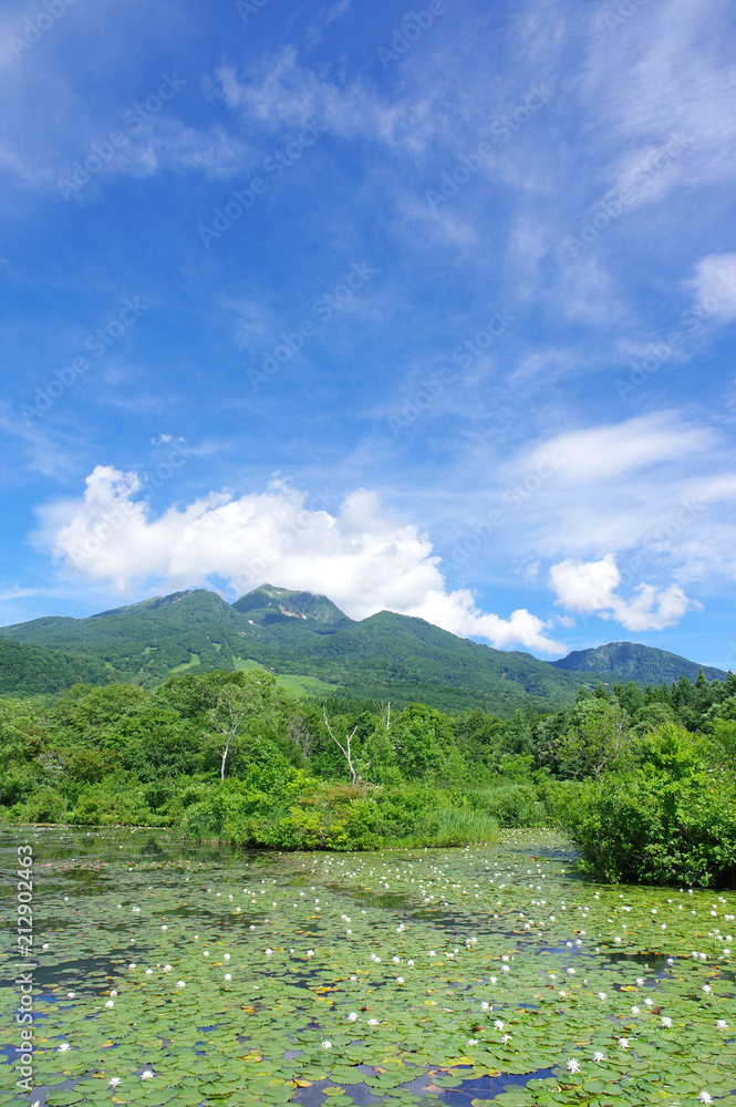 Obraz premium 夏のいもり池