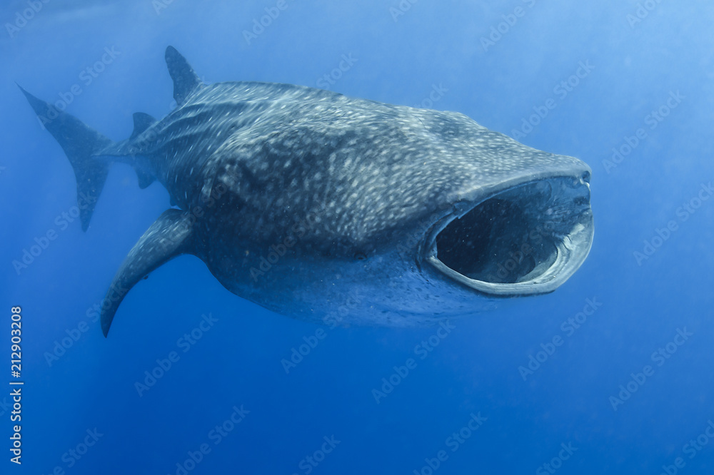 Whale Shark Feeding on Tuna Eggs with Big Mouth Open in Open Blue Waters of  Isla Mujeres, Mexico Stock Photo | Adobe Stock