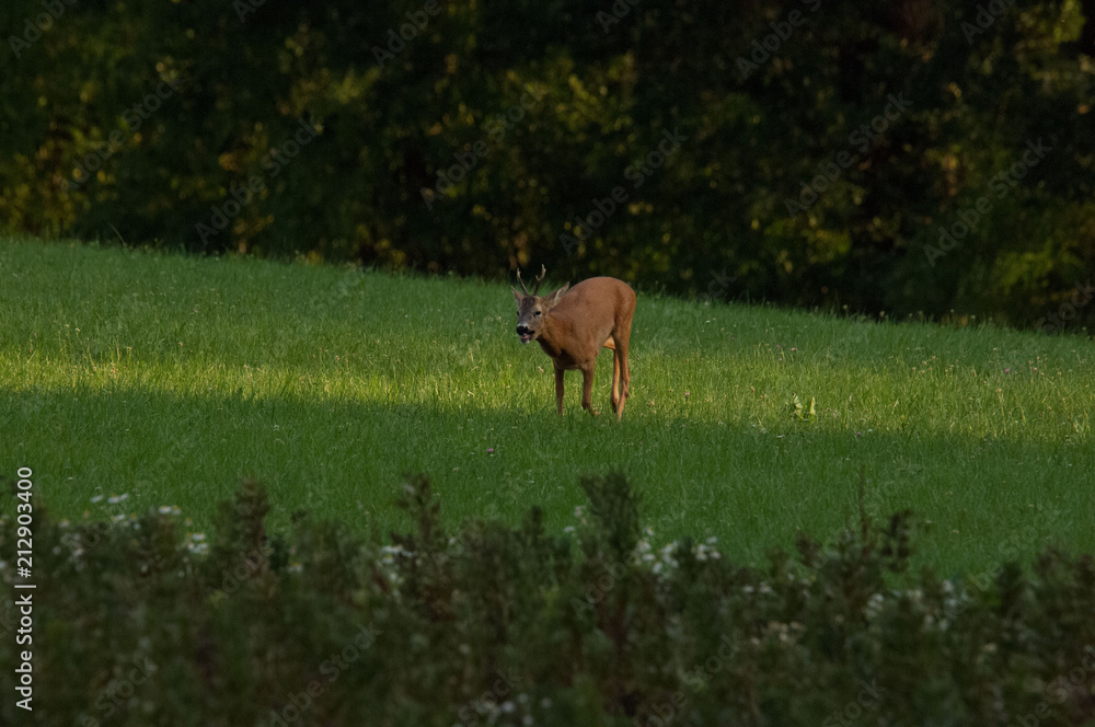 Rehbock im Herbst Rehbock im Herbst