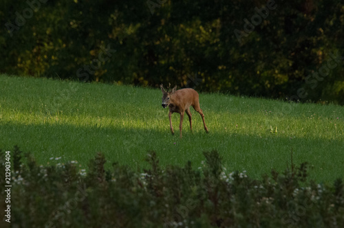 Rehbock im Herbst