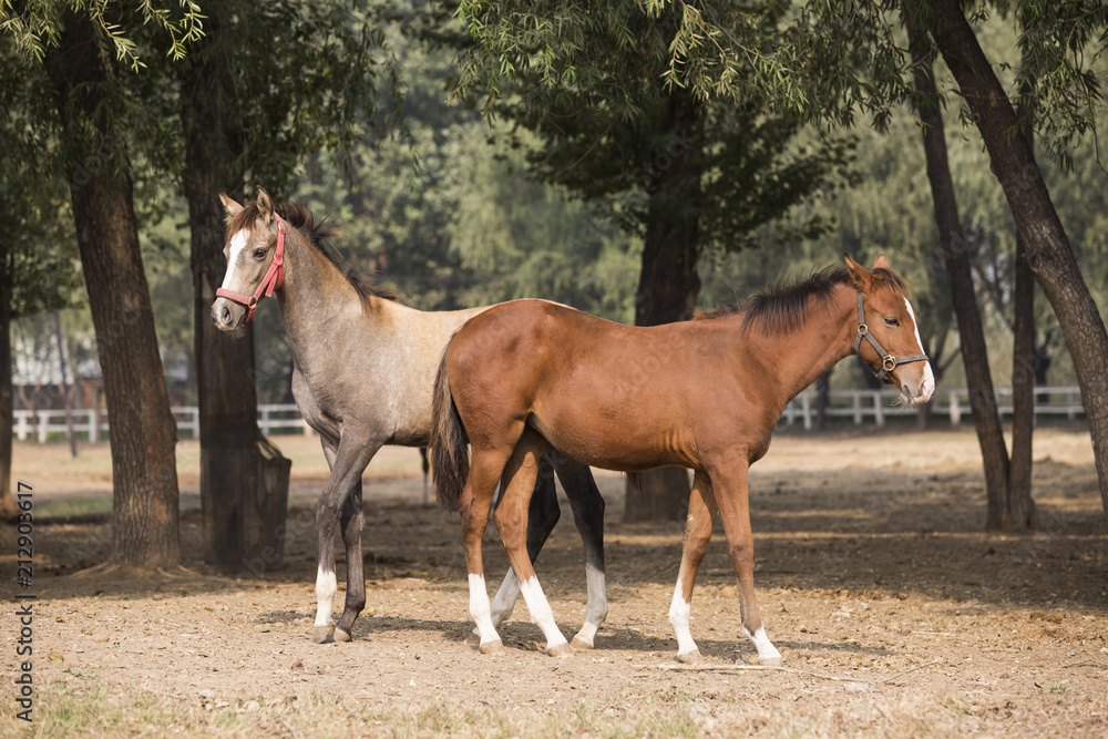 Two horses