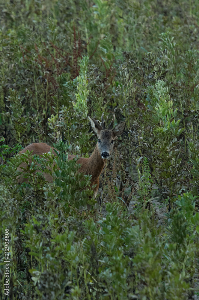 Naklejka premium Rehbock im Herbst