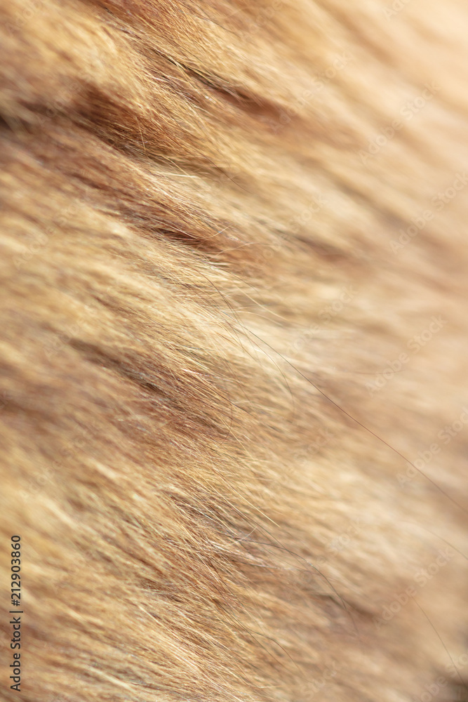 Fototapeta premium Wool on a cat as an abstract background