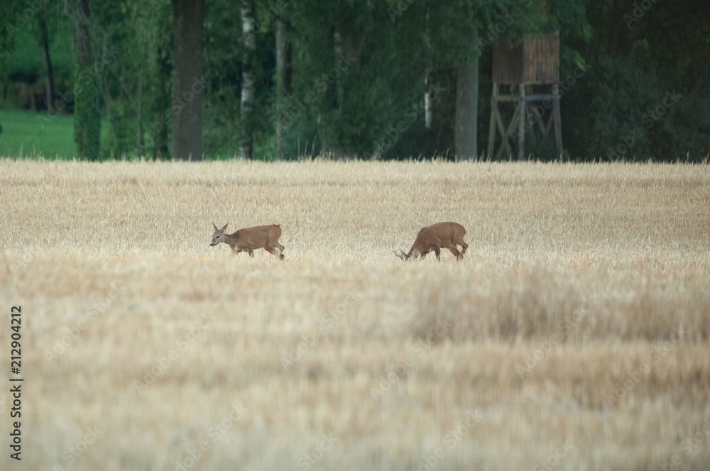 Rehe im Herbst Rehe im Herbst