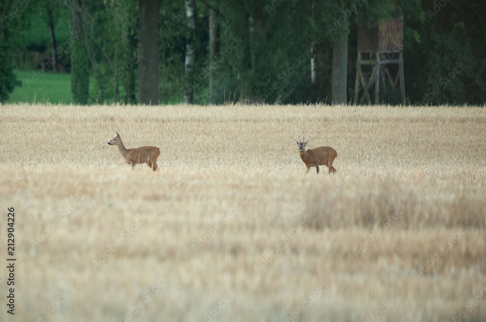 Rehe im Herbst Rehe im Herbst