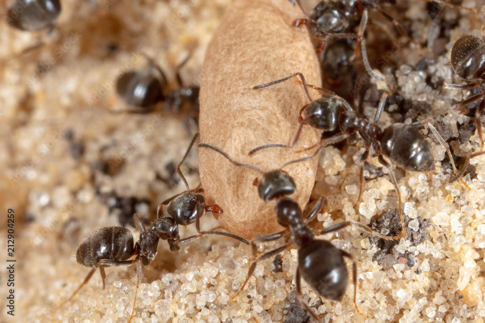Ants and formic eggs in nature Ants and formic eggs in nature