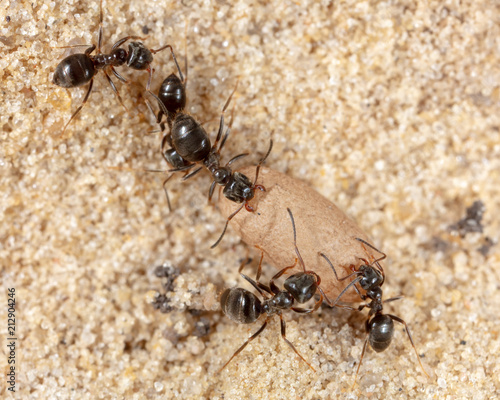 Ants and formic eggs in nature © schankz