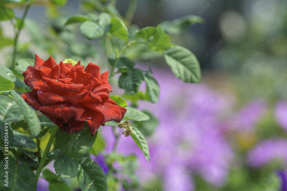 Red roses bouquet For Valentine's Day Red roses bouquet For Valentine's Day