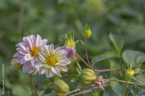Fototapeta Naklejka Na Ścianę i Meble -  Dahlia Flower in garden