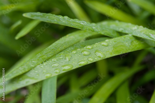 closeup of rain drops on grass