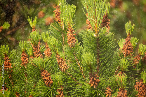 Green branch of a coniferous tree in raindrops