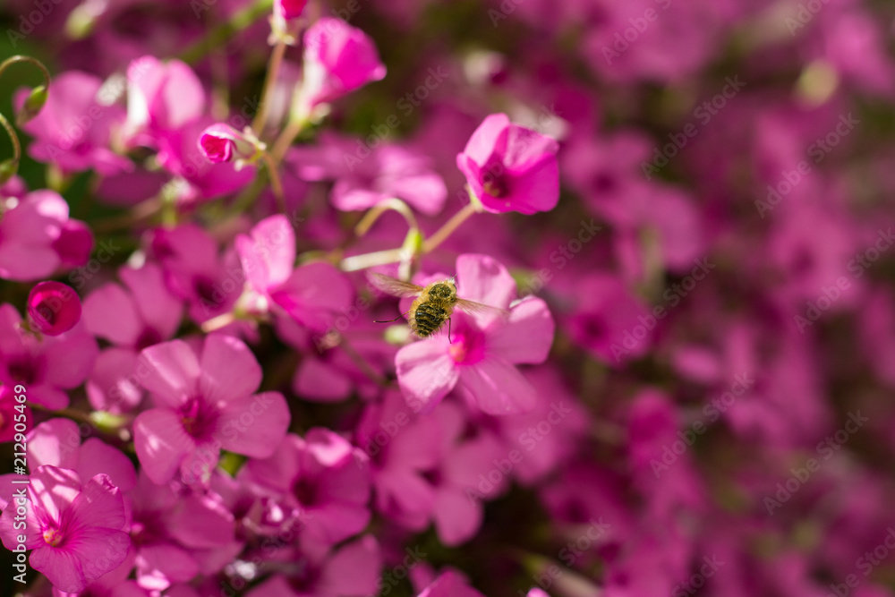 Systoechus candidulus on Pink Flowers Systoechus candidulus on Pink Flowers