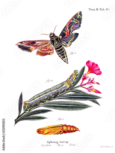 Illustration of butterflies photo