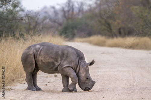 Southern white rhinoceros in Kruger National park  South Africa   Specie Ceratotherium simum simum family of Rhinocerotidae