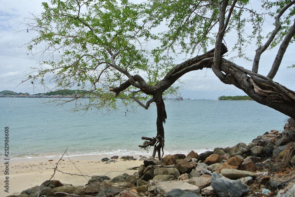 inclined  tree on the beach.