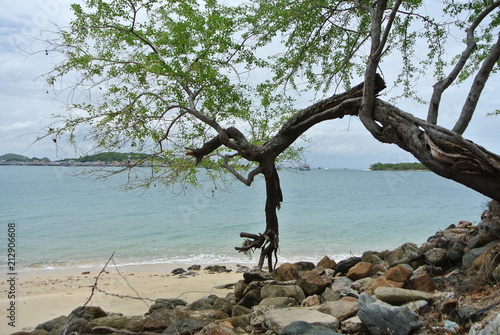 inclined tree on the beach.