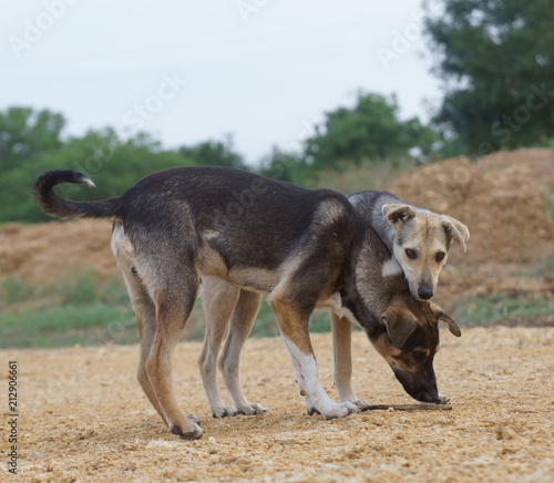 Two cute the dog on the nature 