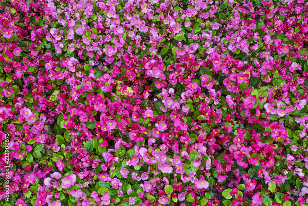 Blooming begonia flowers Blooming begonia flowers