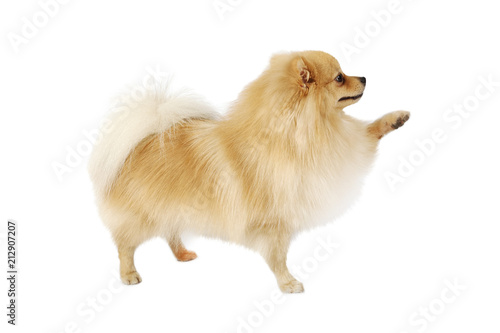 Pomeranian dog isolated on white background photo