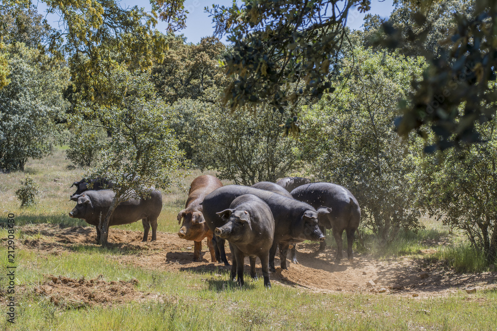 cerdos ibéricos en un campo de encinas en Salamanca, España 