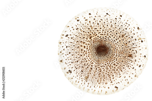 Single Parasol mushroom solated on white background,