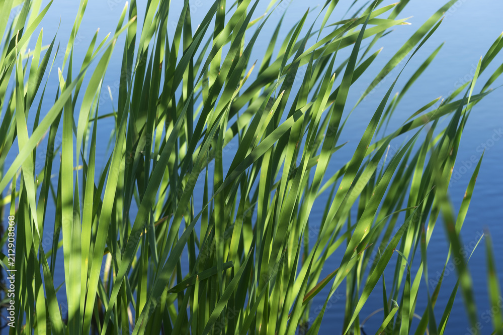 Typha latifolia, Common Bulrush, Broadleaf Cattail, Common Cattail ...