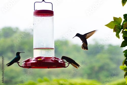 Hummingbirds at feeder 2